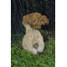 Мицелий Сморчка толстоногого (Morchella crassipes)